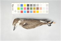 藏品(東方環頸鴴)的圖片